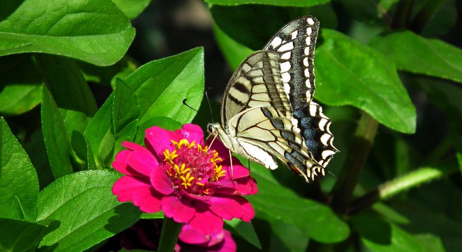 Butterfly Insect Flower