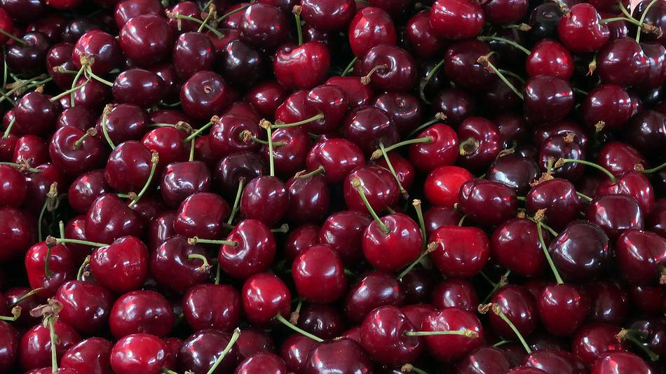 Ripe sweet cherries are delicious