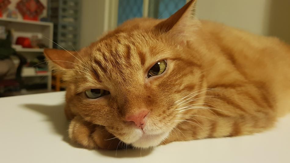 resting cute cat