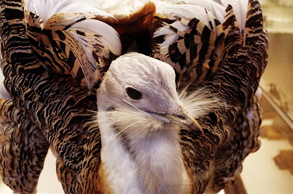 Bird Feathers Beak