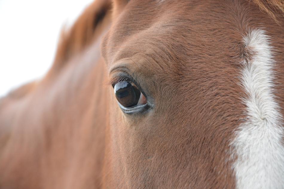 Horse Equine Animal Eye