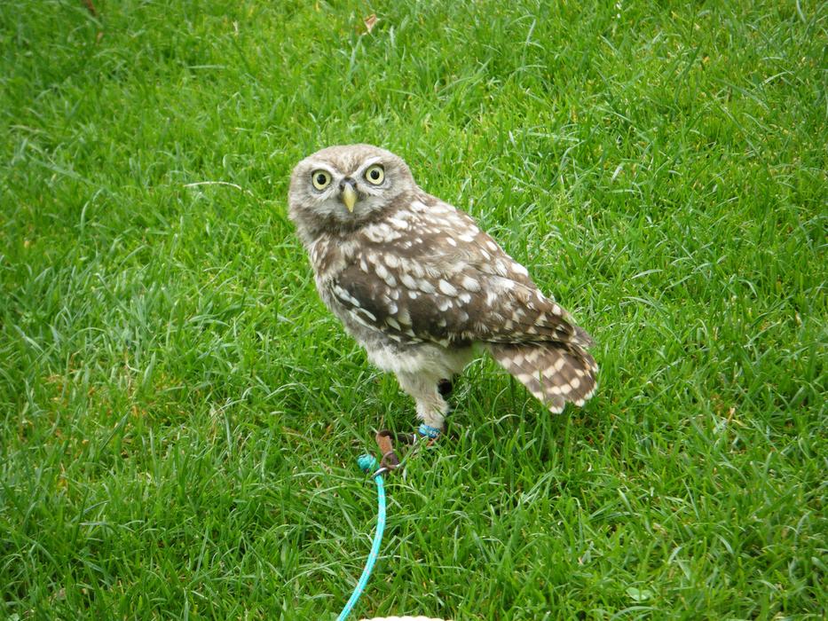 Zoo Bird Predator