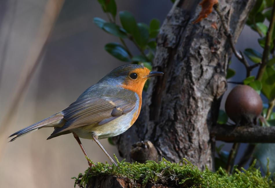 Robin Bird Forest