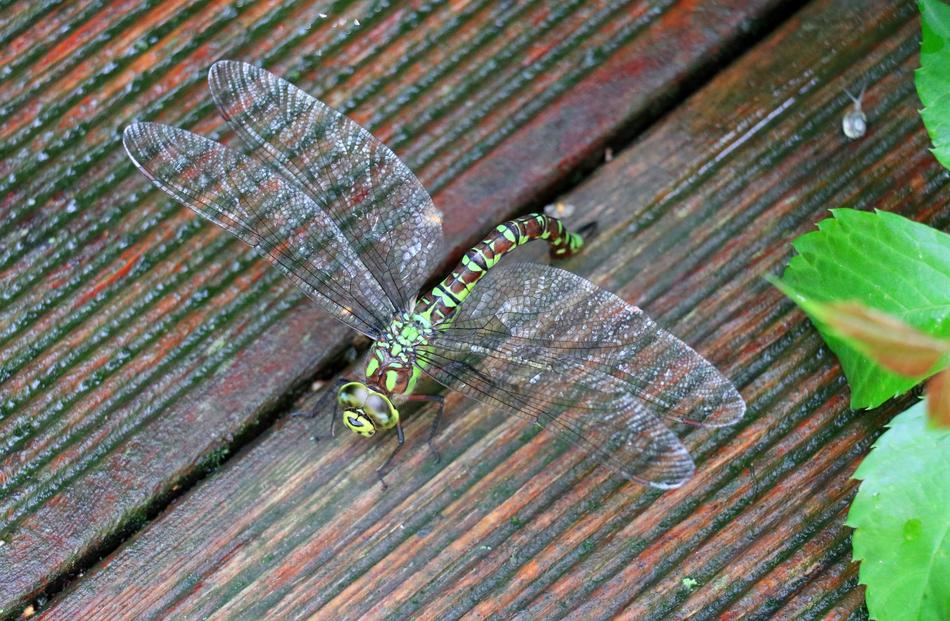 Dragonfly Animal Insect