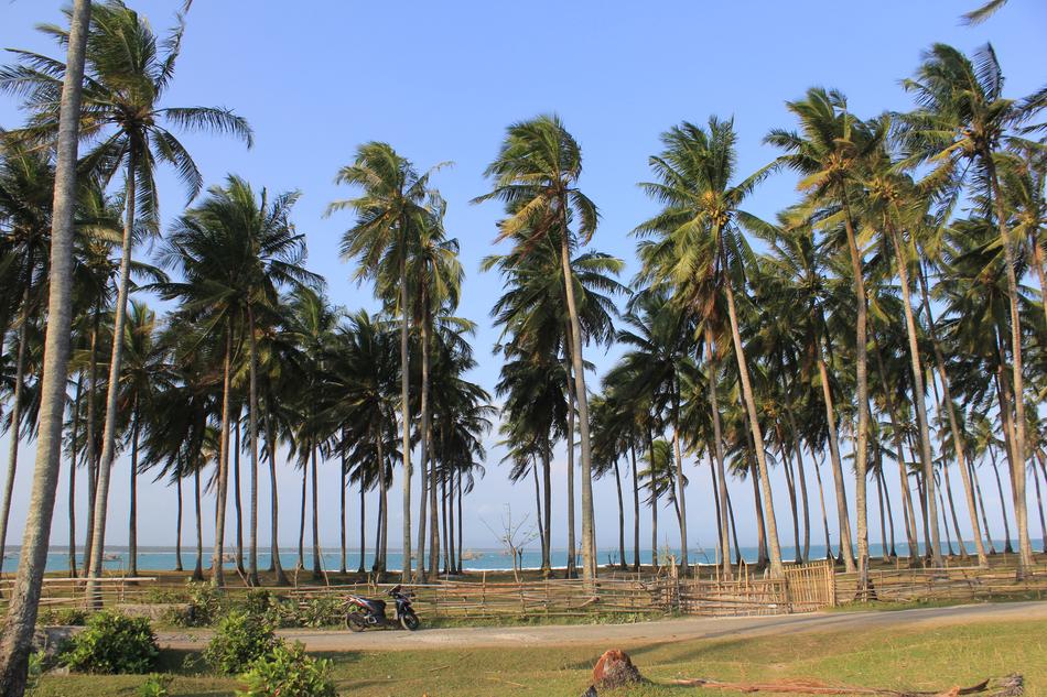Beach Palm Tree
