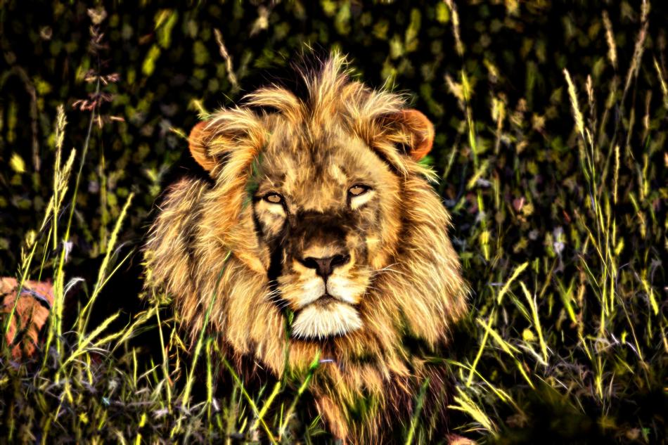 Lion Africa Namibia