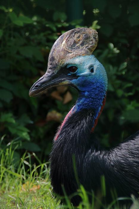 Zoo Bird Bill
