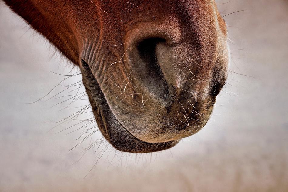 Horse Nostrils Close Up
