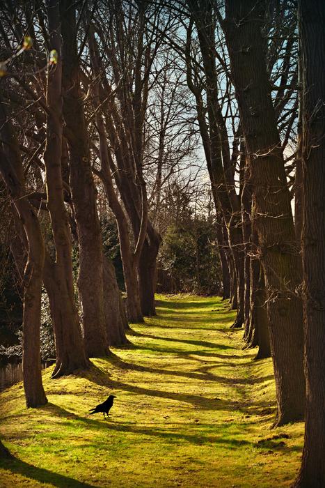 Lane Tree Lined Row