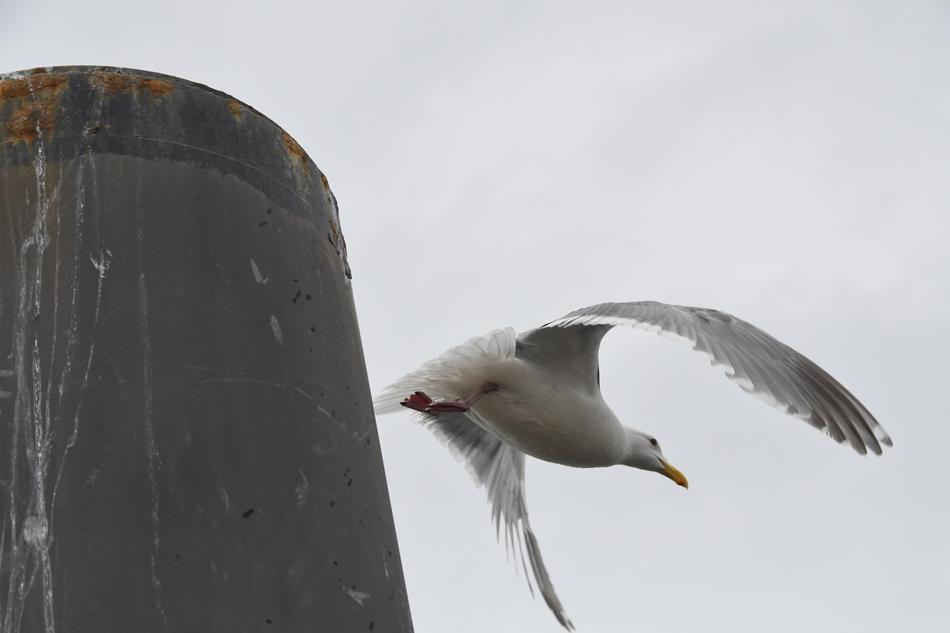 Seagull Bird Flight
