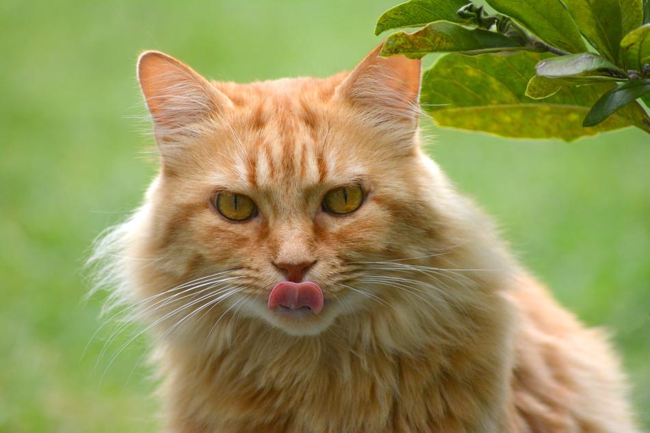 Cat Tongue Red