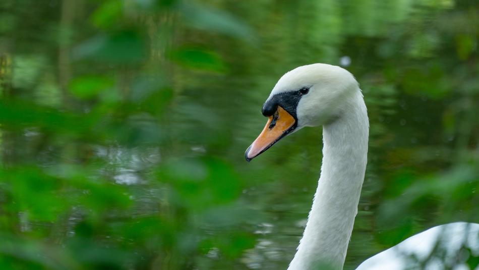 Swan River Water