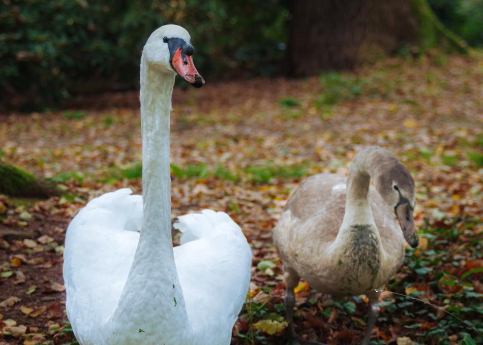 Swans Mute Swan Cygnet
