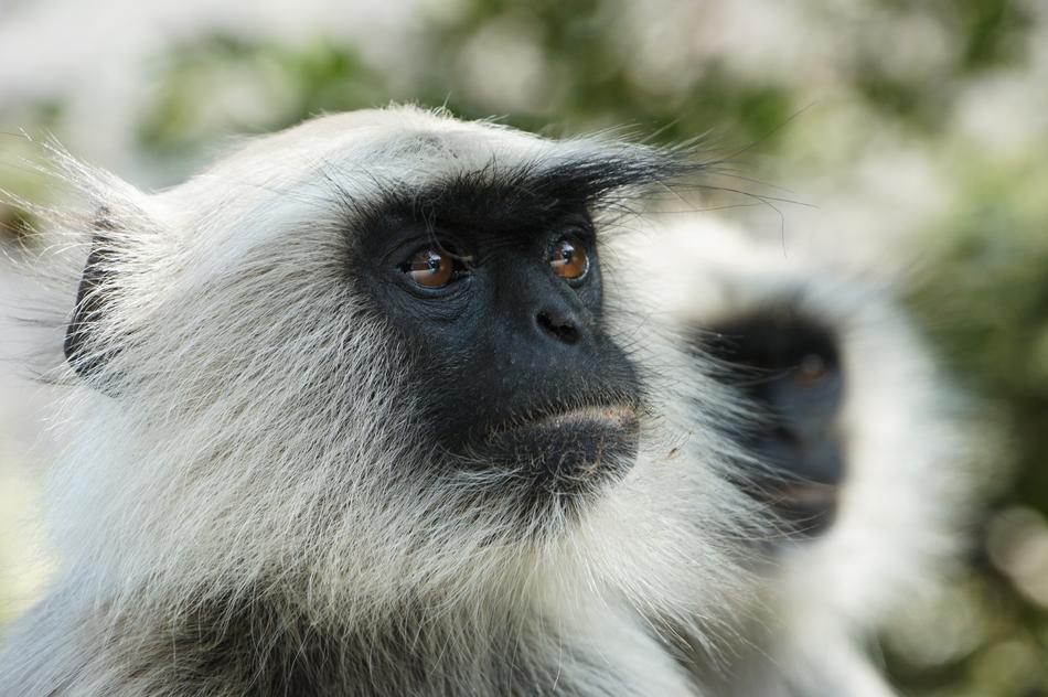 Monkey Ape Animal