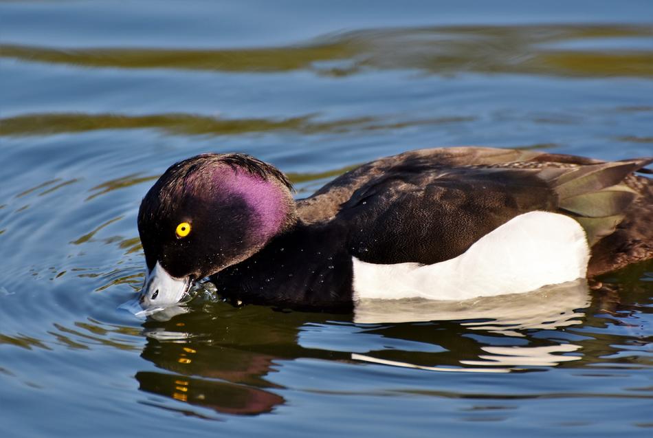 Violet Duck Small Mountain
