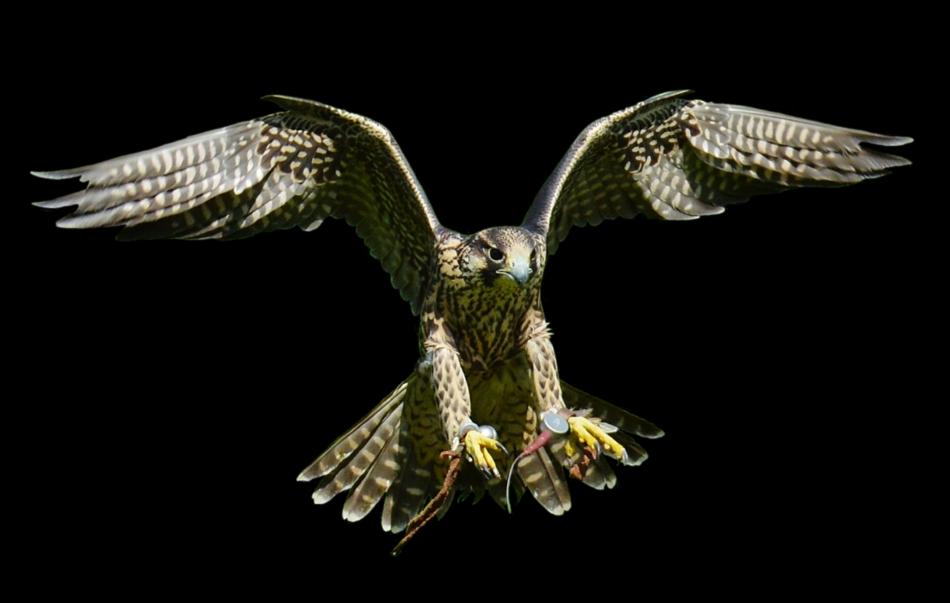 Falcon Approach Prey