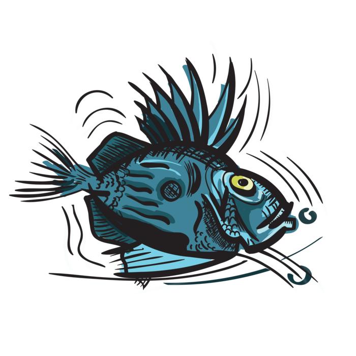 john dory fish animal sea