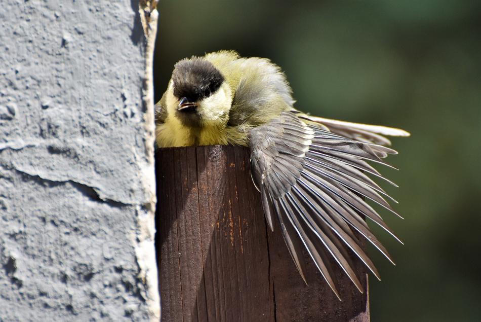 Tit Songbird Small Bird