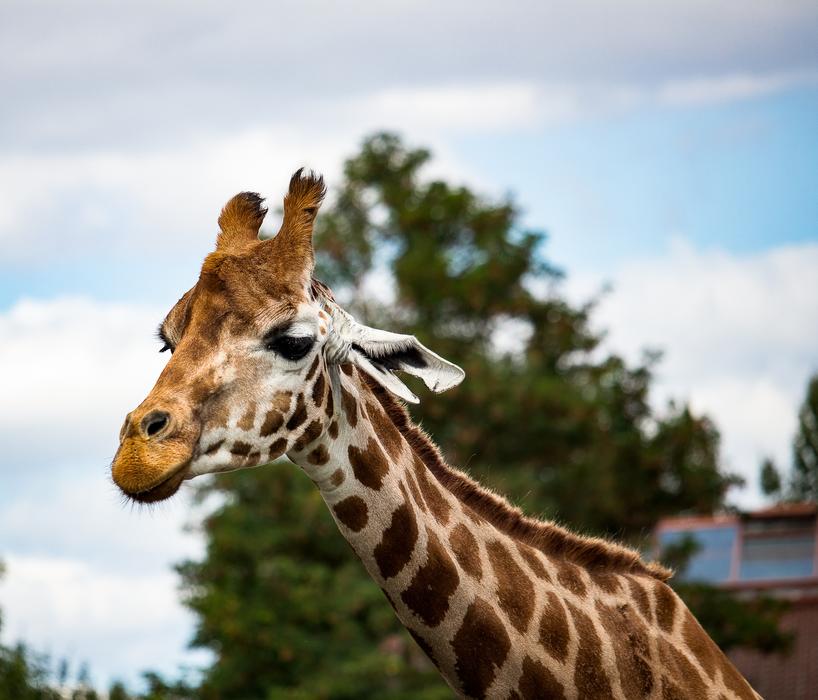 Giraffe Mammal Animal