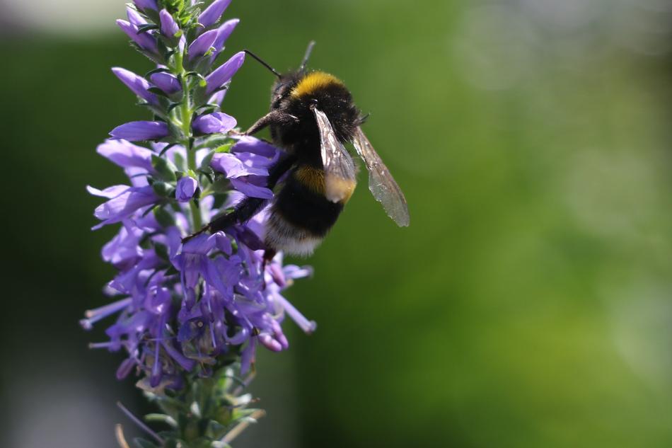 Wasps Bees
