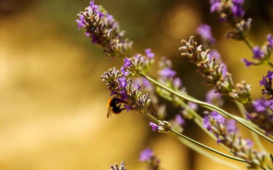 Lavender Bee Apis Mellifera