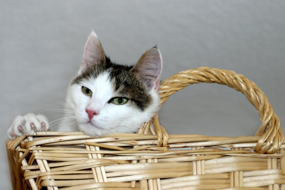 funny cat in a basket