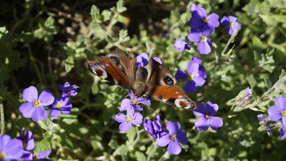 Butterfly Close Up Insect