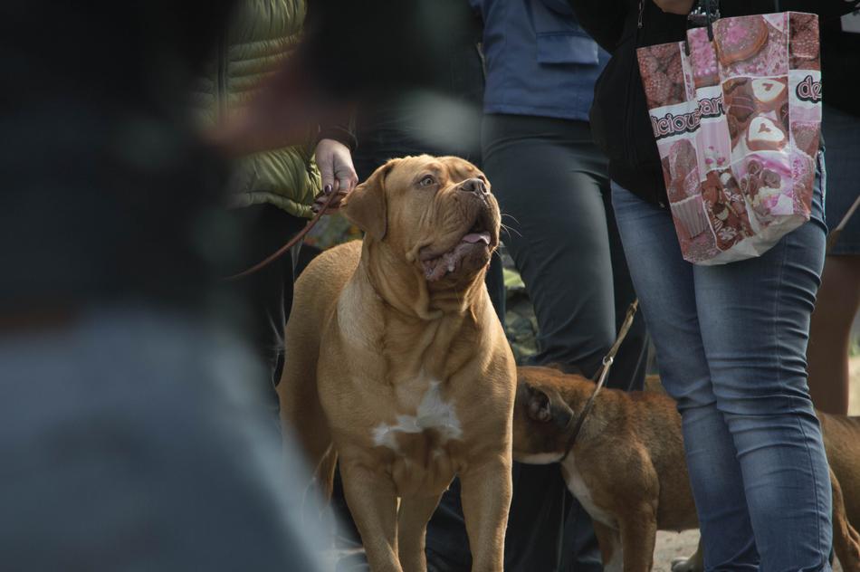 Dog Pets Red Breeds Of