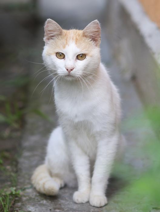 Cat White Nice