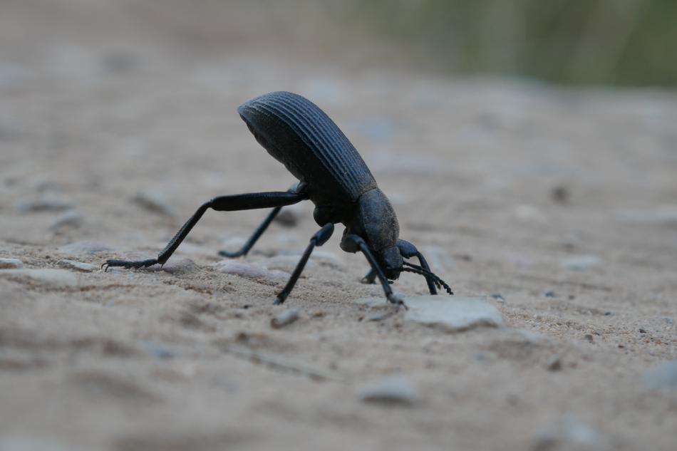 Bug Insect Nature