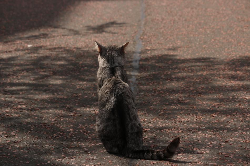 Cat State