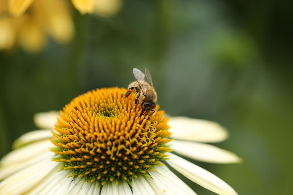 Insect Bee Coneflower
