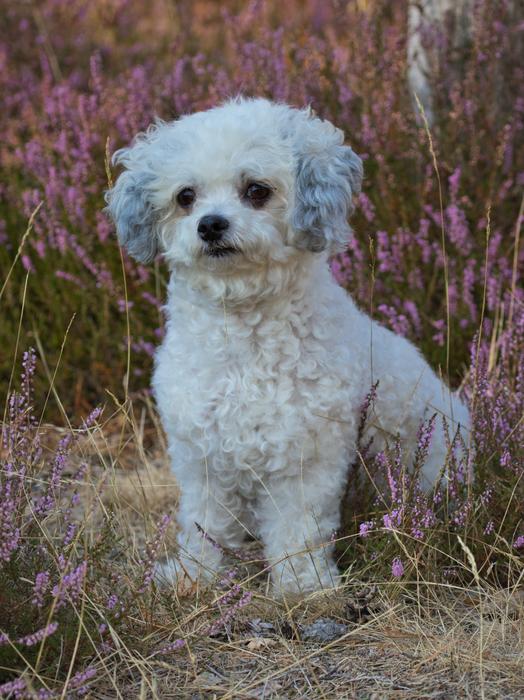 Dog Bolonka Cute