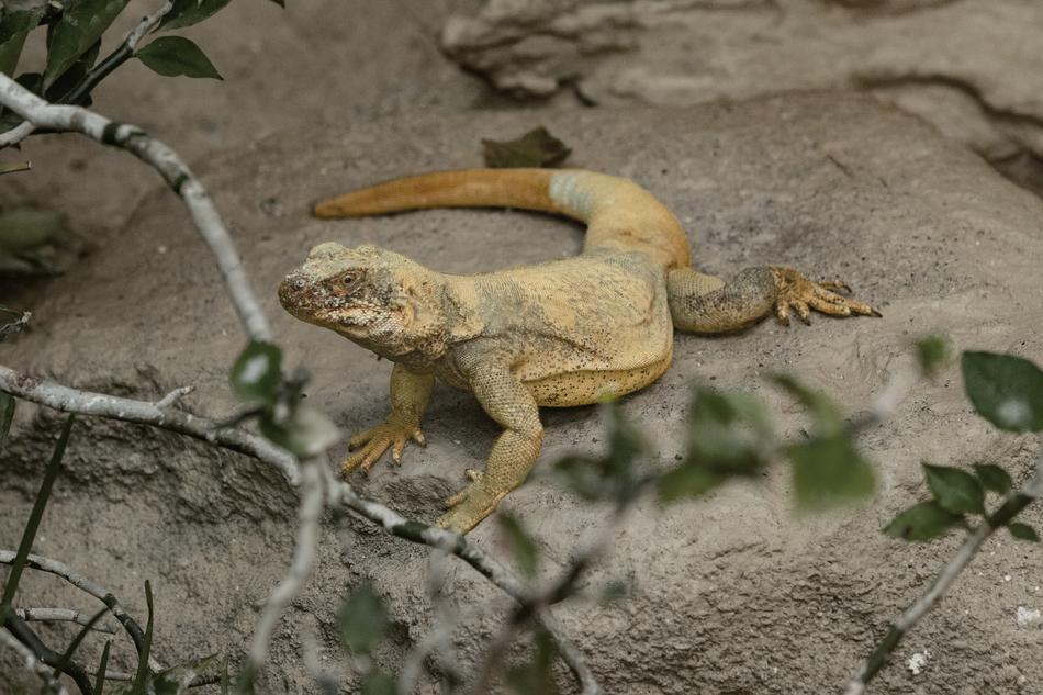 Lizard Stone Reptile