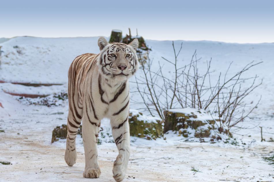 white tiger walking