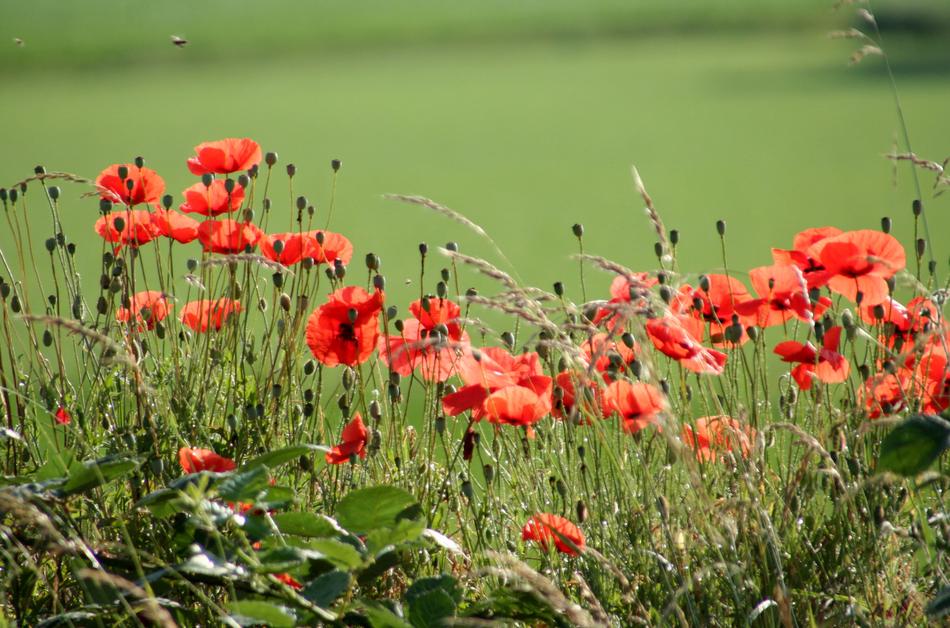 Flowers Poppies Flowering