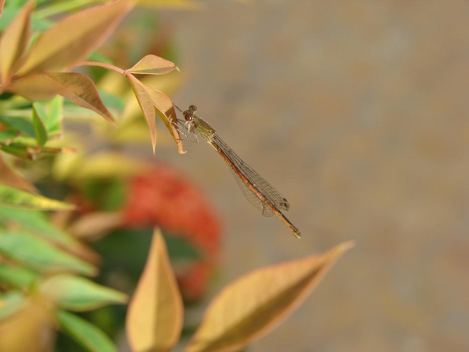 Dragonfly Insect Yellow