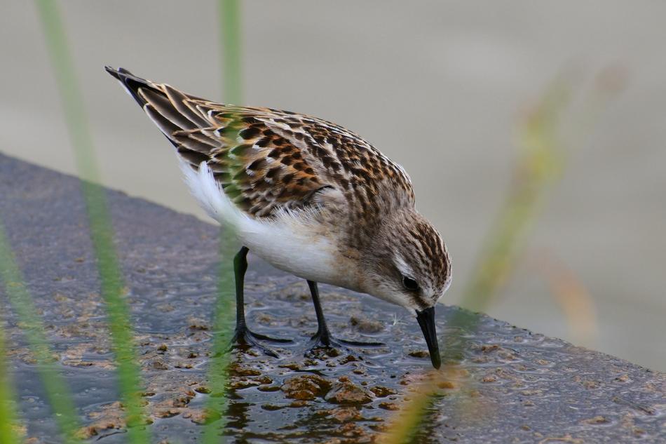 little bird eats