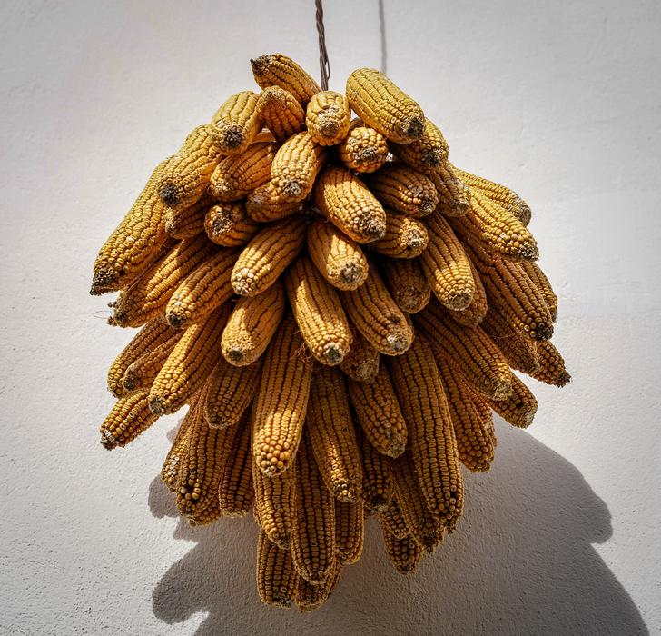 Dried corn decor