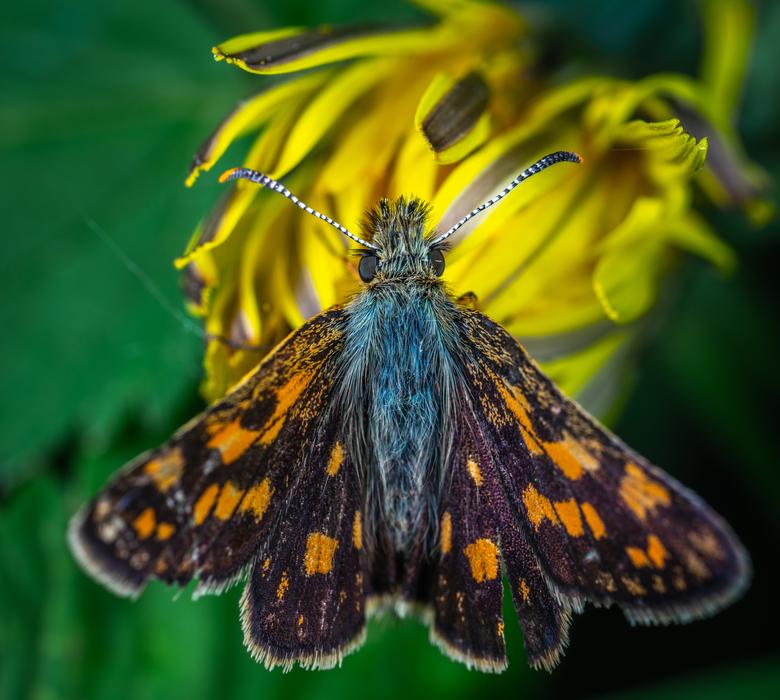 colored butterfly on a flower in the garden