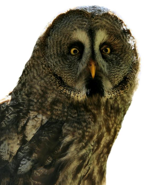 Bart Owl Strix Nebulosa Bird