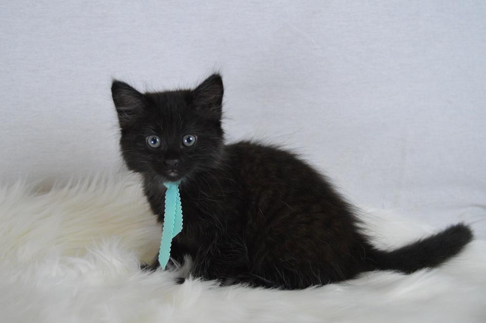 Black Cat Blue