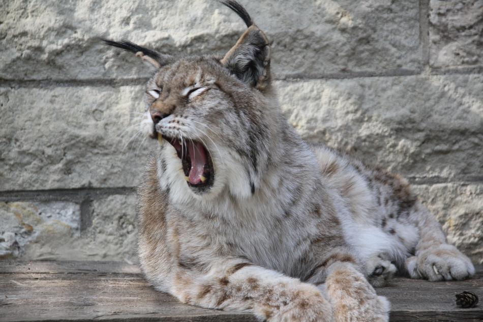 Lynx Animal Nature