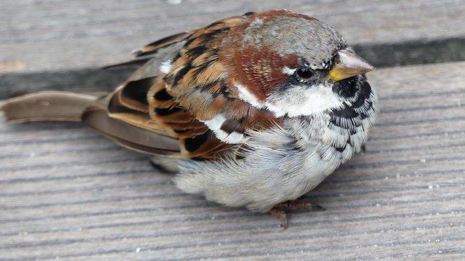 brown Sparrow Bird Sperling