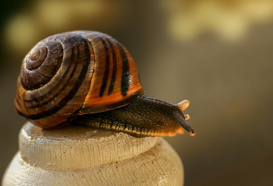 Snail Mollusk Shell