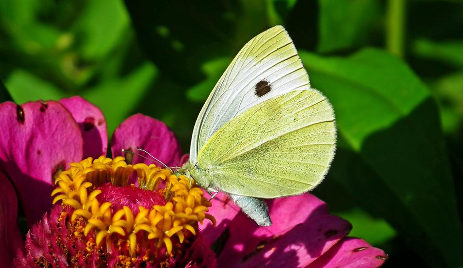 Butterfly Insect Flower