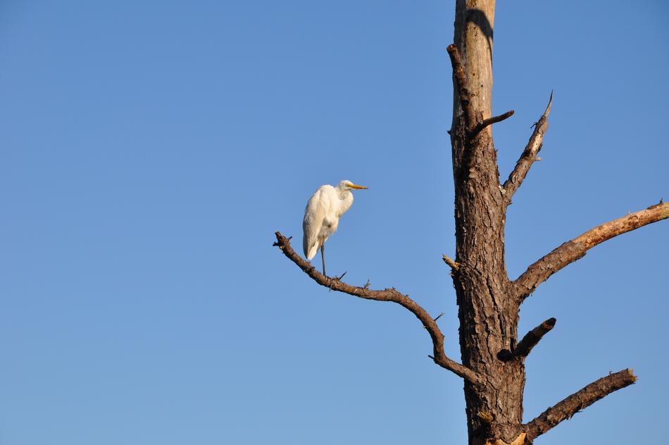 Bird Heron Tree