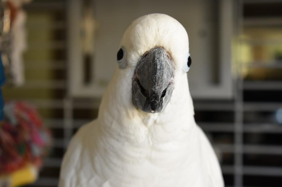 White Parrot Bird