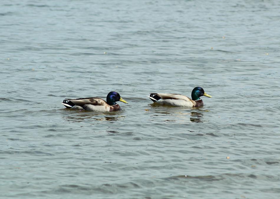 Ducks Swim in Water