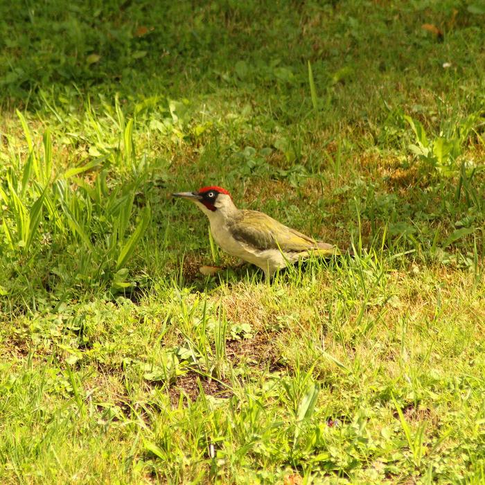 wild bird in the grass